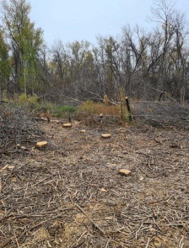 АСТРАХАНЬ. В Астраханской области вырублен ясеневый лес