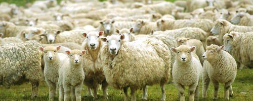 ЧЕЧНЯ. В Чеченской Республике численность овец и коз увеличилась на 60,5 %