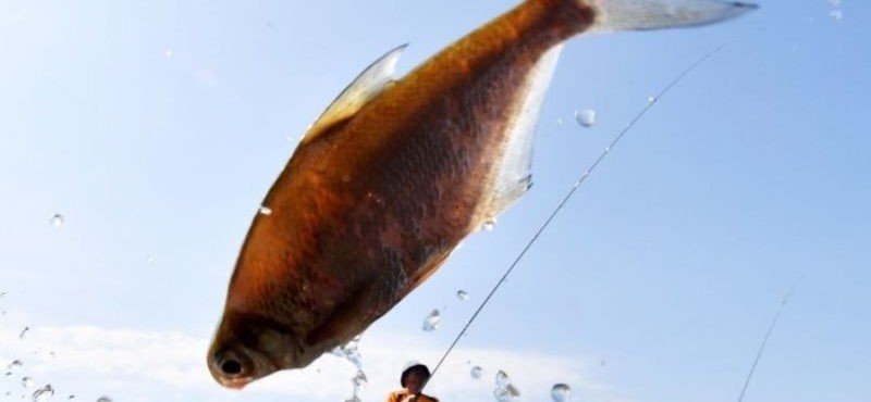 ЧЕЧНЯ. В селе Герменчук ЧР 1 ноября состоится открытый рыболовный турнир “Big Fishing -2020”