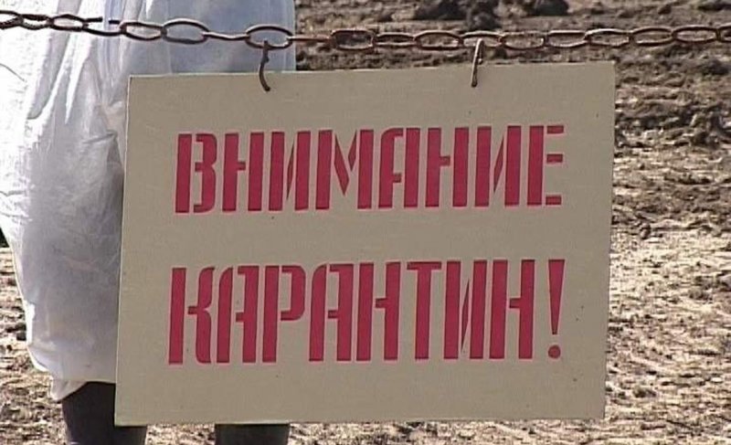 КРАСНОДАР. Ветеринарный карантин по бешенству объявлен в поселке Артющенко Темрюкского района