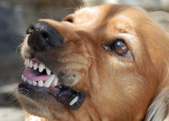 АСТРАХАНЬ. Более 2 тыс. астраханцев пострадали от нападения собак