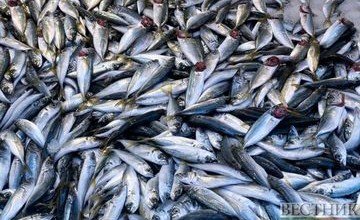 АЗЕРБАЙДЖАН. Грузия нарастила экспорт рыбы в Турцию и Азербайджан