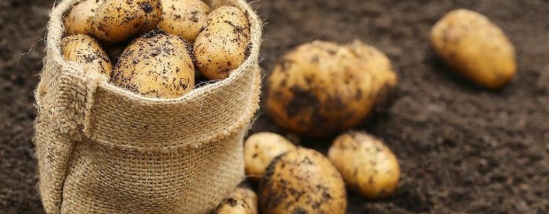 ЧЕЧНЯ. В ЧР сбор картофеля увеличился на 1,7 %