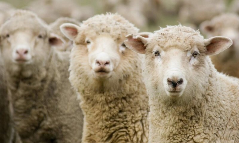 ЧЕЧНЯ. В Чеченской Республике на 58% выросло количество овец и коз