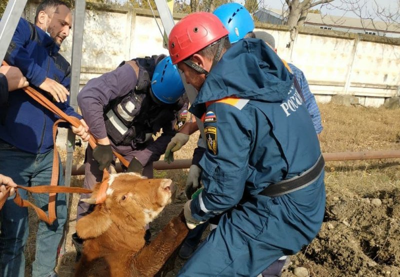 ЧЕЧНЯ. В Грозном спасли упавшую в колодец корову