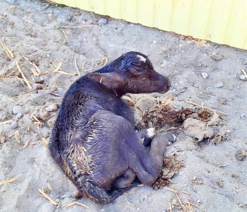 СТАВРОПОЛЬЕ. На Ставрополье в станичном зооуголке родился 20-килограммовый буйволёнок