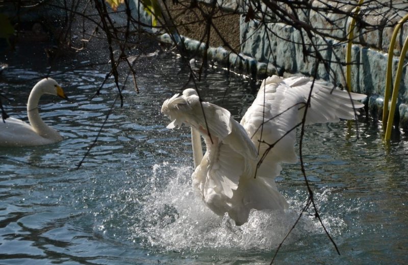 СТАВРОПОЛЬЕ. В Ставрополе лебедей из Центрального парка отправили на зимовку