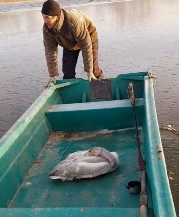 АСТРАХАНЬ. В Астраханской области рыбаки спасли примёрзшего ко льду лебедя