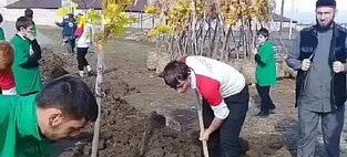 ЧЕЧНЯ. На территории спортивного комплекса Гойты в Чеченской республике высадили 140 шт деревец ясеней