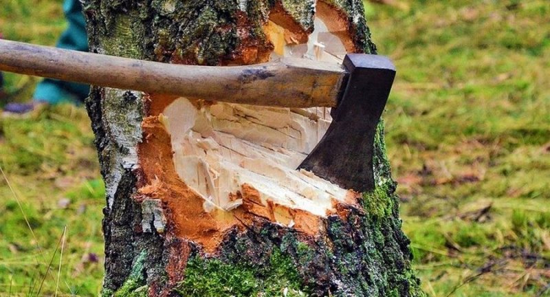 ЧЕЧНЯ. С начала года лесные инспекторы выявили 10 фактов незаконной рубки лесов