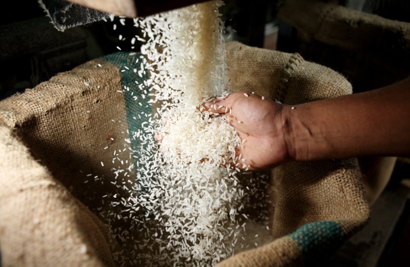 ЧЕЧНЯ. В Чеченской Республике начнут производить рис