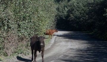 ЧЕЧНЯ. В Чечне сократилось поголовье крупного рогатого скота