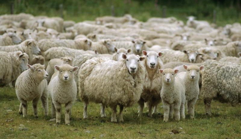 ЧЕЧНЯ. В республике численность овец и коз увеличилось на 61,9 %