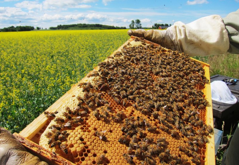ЧЕЧНЯ. В Шатойском районе появится пчеловодческое хозяйство