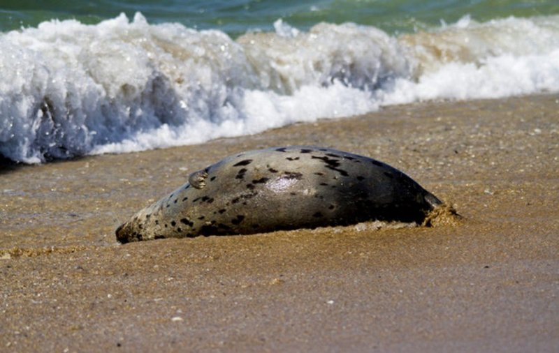 ДАГЕСТАН. Массовую гибель тюленей в Дагестане объяснили природными факторами