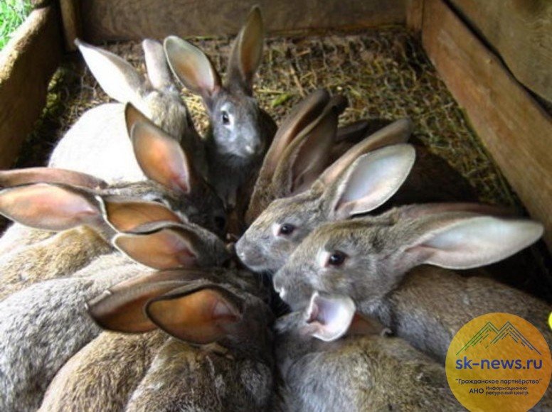 КБР. Предприятия Ставрополья увеличат производство крольчатины