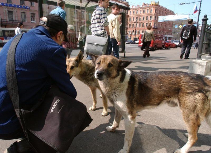 КБР. Проблему бездомных животных будем решать совместно с заинтересованными органами власти