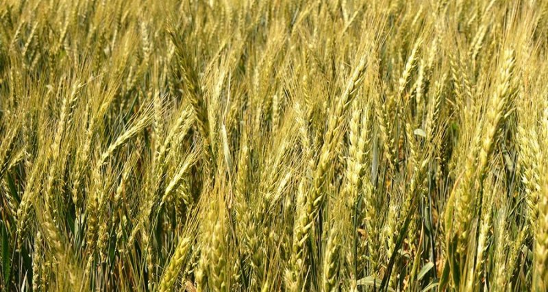 КРЫМ. Симферополец украл у фермера 115 тонн пшеницы на миллион рублей