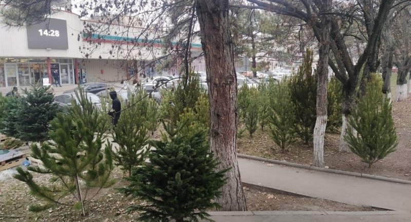 КРЫМ. В Симферополе за незаконную торговлю ёлками оштрафовали 14 человек