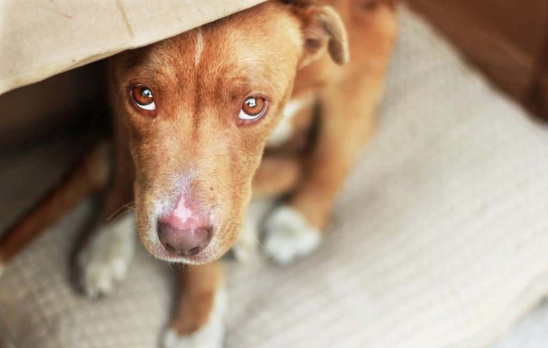 Ученые выяснили, почему собаки научились «строить глазки»