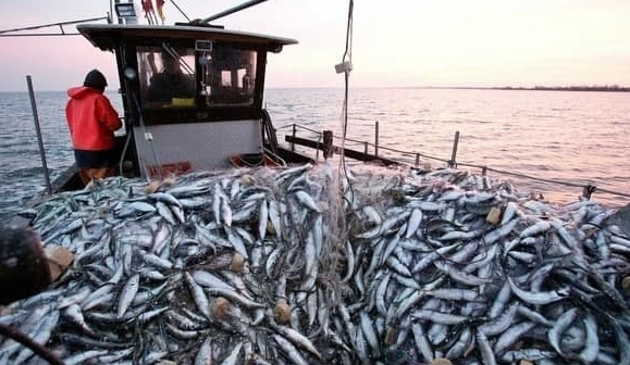 ДАГЕСТАН. В Дагестане за год выловили более 20 тыс. тонн рыбы