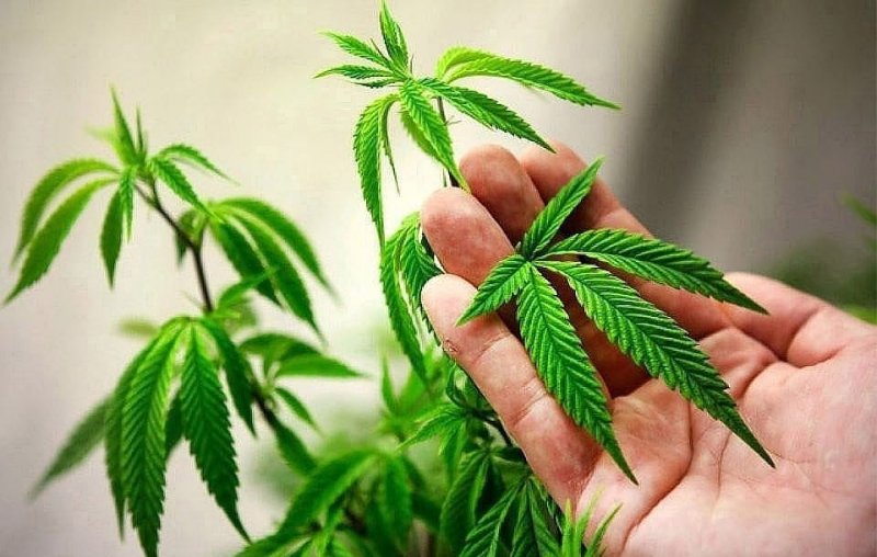 ГРУЗИЯ. Грузия собирается экспортировать марихуану