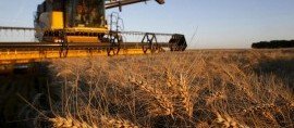 ЧЕЧНЯ. В 2020 году валовый сбор зерна в ЧР составил более 450 000 тонн