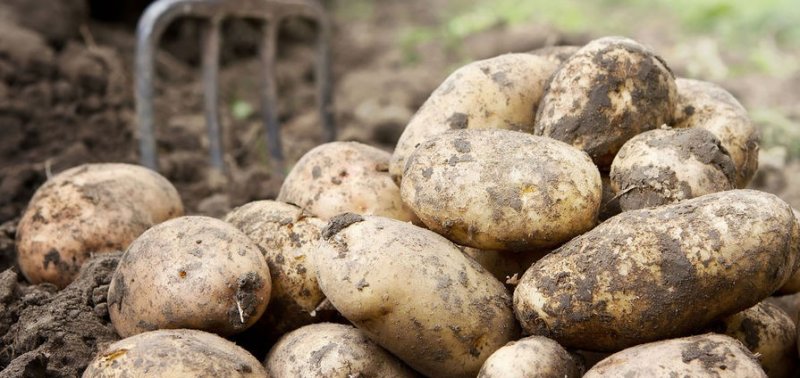 ЧЕЧНЯ. В России снизятся цены на картофель