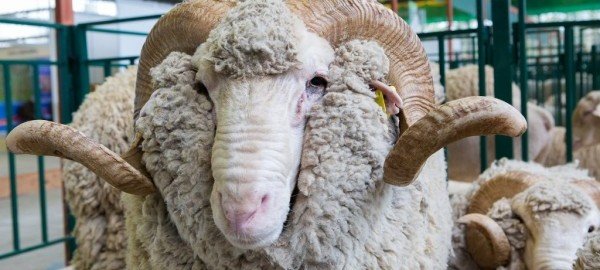 ЧЕЧНЯ. Житель Майртупа задержан за похищение мелкого рогатого скота