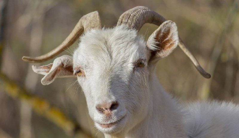 ЧЕЧНЯ. Житель населенного пункта Майртуп признался в краже коз и баранов