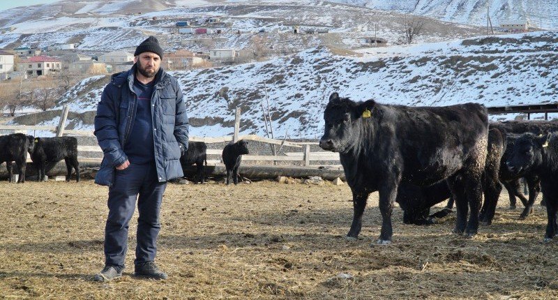 ДАГЕСТАН. В Дагестане ведется работа по расширению племенной базы КРС мясного направления