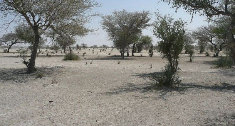 Искусственный интеллект подсчитал деревья в Сахаре