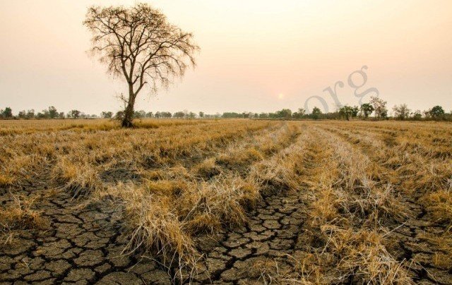 КАЛМЫКИЯ. В этом году растениеводам европейской части страны снова может угрожать засуха