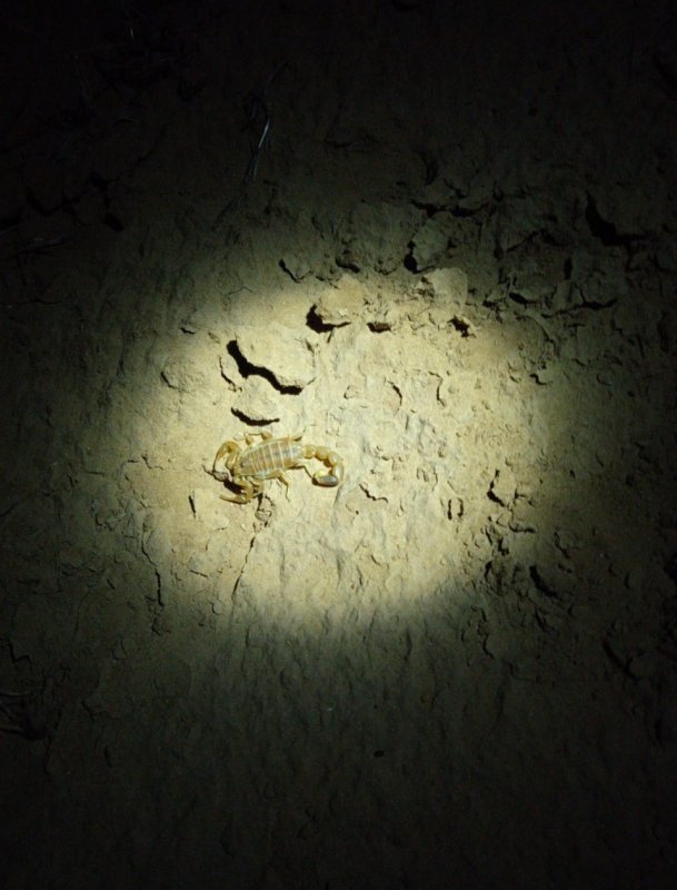КАЛМЫКИЯ. В Калмыкии обнаружен новый вид скорпиона