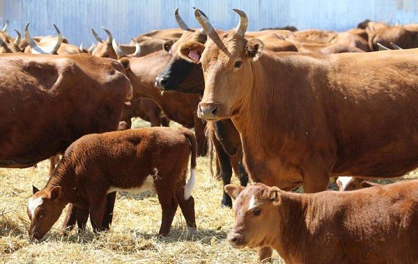 КАЛМЫКИЯ. В России вступили в силу новые ветеринарные правила по содержанию скота