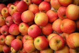КБР. В Кабардино-Балкарии собран рекордный урожай плодов и ягод