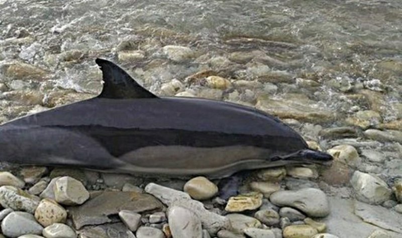 КРАСНОДАР. В районе Геленджика тралами убиты 7 дельфинов