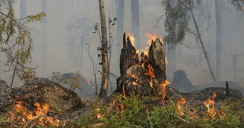КРЫМ. В Крыму за год площадь лесных пожаров сократилась в три раза