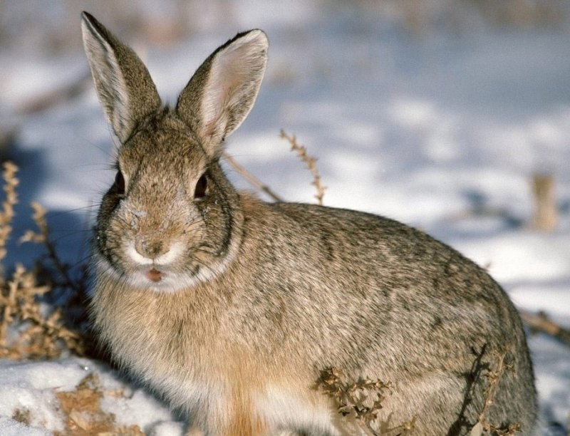 СТАВРОПОЛЬЕ. Cезон спортивной охоты на зайца-русака закрыли на Ставрополье