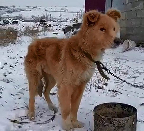 СТАВРОПОЛЬЕ. Полсотни собак срочно ищут хозяев из-за закрытия приюта под Ставрополем