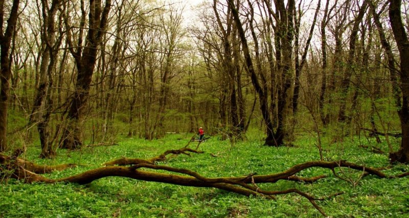 СТАВРОПОЛЬЕ. В Ставрополе обсудили необходимость благоустройства городских лесов
