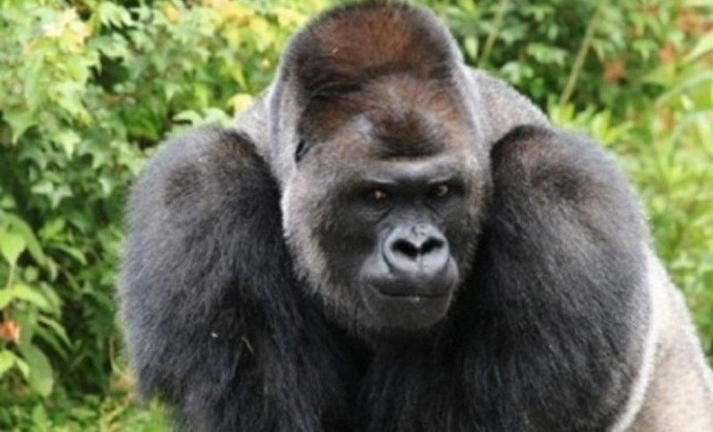 В американском зоопарке зафиксировали первый случай заражения коронавирусом гориллы