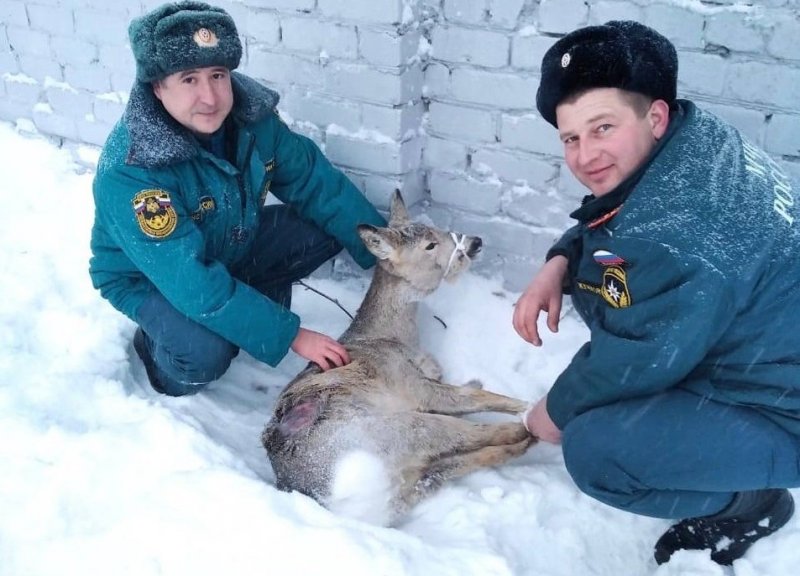 ВОЛГОГРАД. Под Волгоградом застрявшую в заборе косулю трогательно спасли пожарные