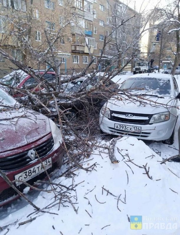 ВОЛГОГРАД. В Волжском женщина пострадала при падении дерева