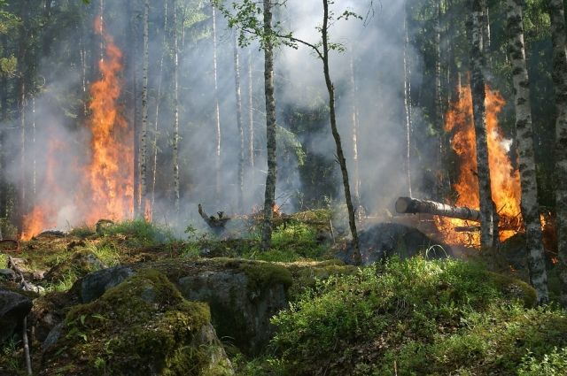 ЧЕЧНЯ. В апреле в ЧР возрастет вероятность лесных пожаров