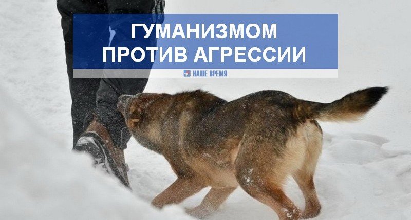 АСТРАХАНЬ. Астраханские депутаты выступили за усыпление бродячих собак