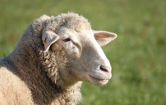 АСТРАХАНЬ. Астраханские полицейские успешно расследовали дело о похищении овец ужасным зверем