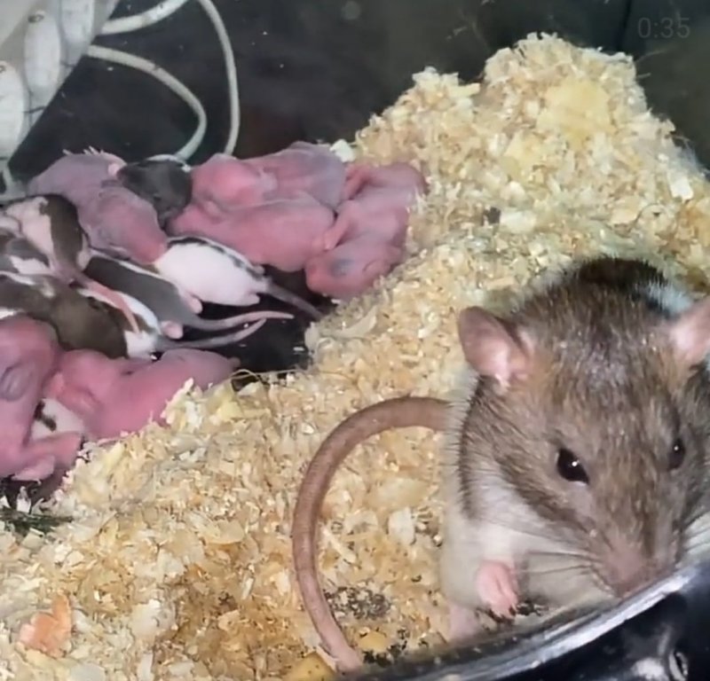 АСТРАХАНЬ. В зоопарке под Астраханью крыса приютила новорождённых крольчат