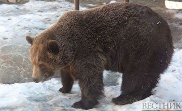 АЗЕРБАЙДЖАН. Безоружный житель Азербайджана дал отпор дикому медведю