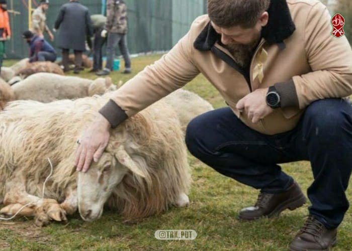 ЧЕЧНЯ. Фонд Кадырова раздал малоимущим семьям 600 овец
